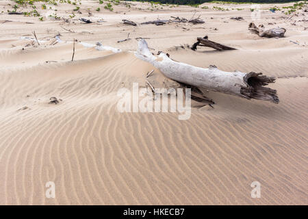 Strand Meer Sand faulen Treibholz Bäume Closeup Detail Winde Formen und Texturen in der Natur-Kunst Stockfoto