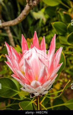 Königsprotea Blume fotografiert im Botanischen Garten in La Gomera, Kanarische Inseln, Spanien Stockfoto