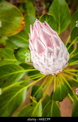 Königsprotea Blume fotografiert im Botanischen Garten in La Gomera, Kanarische Inseln, Spanien Stockfoto