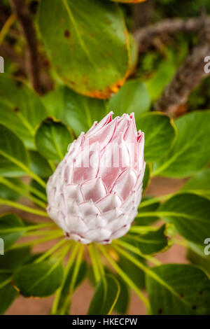 Königsprotea Blume fotografiert im Botanischen Garten in La Gomera, Kanarische Inseln, Spanien Stockfoto