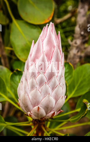 Königsprotea Blume fotografiert im Botanischen Garten in La Gomera, Kanarische Inseln, Spanien Stockfoto