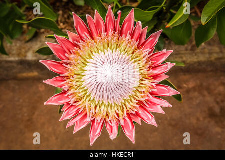 Königsprotea Blume fotografiert im Botanischen Garten in La Gomera, Kanarische Inseln, Spanien Stockfoto