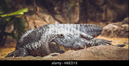 Großer Alligator warten auf nächste Mahlzeit im zoo Stockfoto