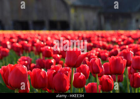 Bereich der rote Tulpen im Skagit Valley, Washington. Nahaufnahme von roten Tulpen Feld mit alten Scheune im Hintergrund. Stockfoto