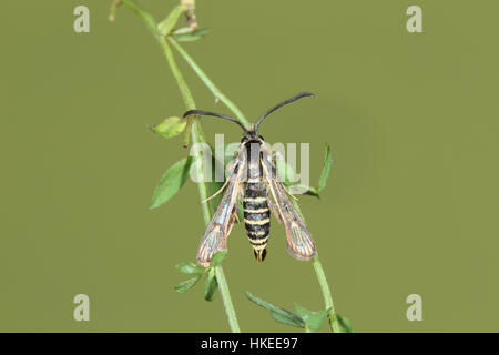 Sechs-belted Clearwing (Bembecia Ichneumoniformis) thront auf ihrer Futterpflanze, Niere Wicke in einem East Anglian Grünland Stockfoto