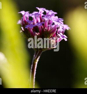 Nahaufnahme von einer Verbena Bonariensis Blüte zeigt, dass Cluster von kleinen Trompete lila Blumen geformt Stockfoto