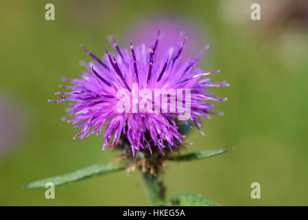 Gemeinsamen Flockenblume, Centaurea Nigra, Wildblumen, Flotte Tal, Dumfries & Galloway, Schottland Stockfoto