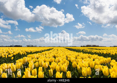 Tulpenfeld mit gelben Tulpen in voller Blüte an einem sonnigen Tag in den Niederlanden. Der blaue Himmel ist schön mit typischen weißen Wolken. Stockfoto