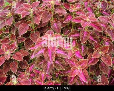 Coleus lässt auch genannt Painted Brennnessel, Flamme Brennnessel. Hintergrund der Blätter. Stockfoto