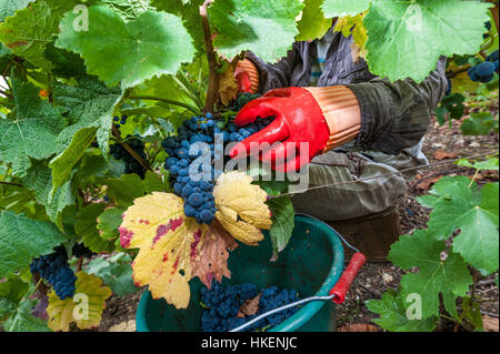Colombé-le-Sec (Nordostfrankreich): 2015 Trauben-Ernte in der Region Champagne Wein "Côte des Bar". Stockfoto