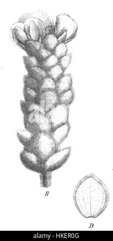 „Priestleya vestita Taub107a“ ist eine botanische Illustration der Art „Priestleya vestita“, die ihr unverwechselbares Aussehen zeigt. Dieses Stück fängt die zarten Details dieser einzigartigen Pflanze ein, die oft mit ihrer einheimischen Umwelt in Verbindung gebracht wird. Stockfoto