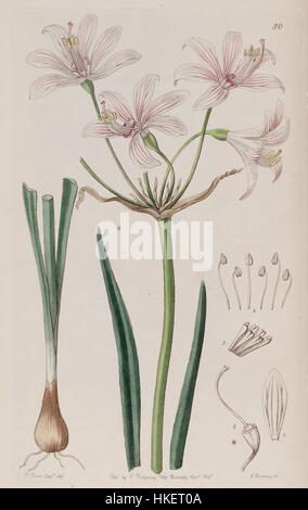 Placea ornata ist eine botanische Illustration aus Edwards's Botanical Register, die 1841 veröffentlicht wurde. Das Kunstwerk zeigt die exotische Pflanze mit komplizierten Details und hebt die Struktur der Blume, die lebendigen Farben und ihren Platz in den botanischen Studien der Flora aus dem 19. Jahrhundert hervor. Stockfoto