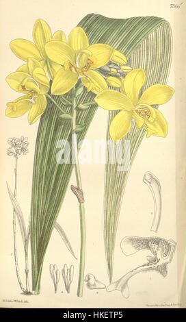Diese botanische Illustration, Teil von Curtis' 120 Serie aus dem Jahr 1894, zeigt Spathoglottis gracilis, eine Orchideenart. Die detaillierte Darstellung hebt die einzigartigen Merkmale der Pflanze hervor und macht sie zu einer wertvollen Ressource für botanische Studien und Pflanzenidentifikation im späten 19. Jahrhundert. Stockfoto
