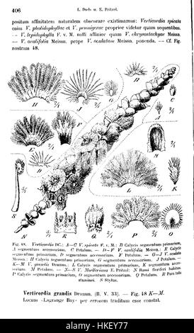 Diese botanische Illustration von *Verticordia* aus Pritzels Sammlung (Abb. 48) zeigt die empfindlichen Merkmale der Blumenart. Die detailreiche Wiedergabe unterstreicht die einzigartige Form und die komplizierte Schönheit, die für die wissenschaftliche botanische Kunst charakteristisch ist. Stockfoto