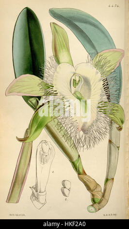 Diese botanische Illustration von Curtis zeigt Brassavola digbyana, eine Orchideenart. Das 1849 entstandene Stück zeigt die zarte Schönheit und die komplizierten Details der Blume, die die botanische Kunst des 19. Jahrhunderts widerspiegelt. Stockfoto