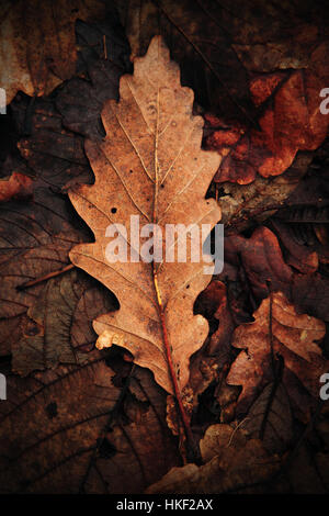 Sessile Eiche Blatt in Laubstreu auf Wald Boden Stockfoto