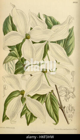 Cornus kousa, auch bekannt als Kousa-Hundsbaum, ist ein laubabwerfender Baum, der in Ostasien heimisch ist und für seine dekorativen Blüten und essbare rote Frucht geschätzt wird. Stockfoto