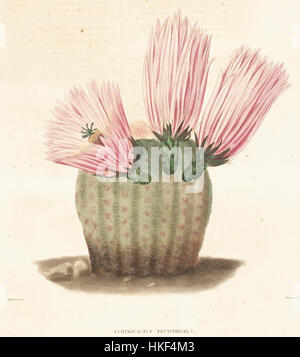 Echinocereus Actinobakterien Lem Stockfoto