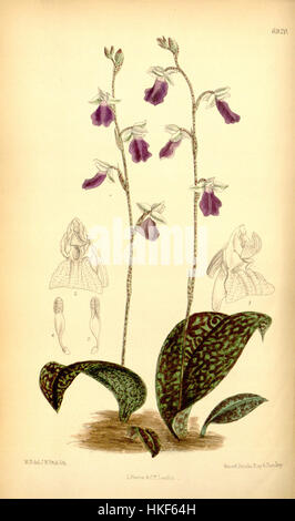 Eine Illustration der *Curtis' Botanical Magazine* von *Hemipilia calophylla*, einer seltenen Orchideenart, die ihre charakteristische Blüte in einer detaillierten botanischen Darstellung aus dem Jahr 1887 zeigt. Stockfoto