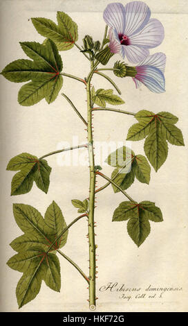 Eine botanische Illustration von Hibiscus trilobus subsp. Trilobus mit der zarten Blütenstruktur der Pflanze und detaillierten Merkmalen im Rahmen einer umfassenden botanischen Studie. Stockfoto