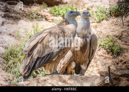 Birds Of prey Stockfoto