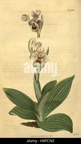 Diese botanische Illustration von *Ophrys tenthredinifera* von Curtis, die 1817 erstellt wurde, zeigt eine Orchideenart. Der Detaildruck, der in *Curtis’ Botanical Magazine* (S.1930) veröffentlicht wurde, hebt die Besonderheiten der Pflanze und ihre Bedeutung für die damaligen botanischen Studien hervor. Stockfoto