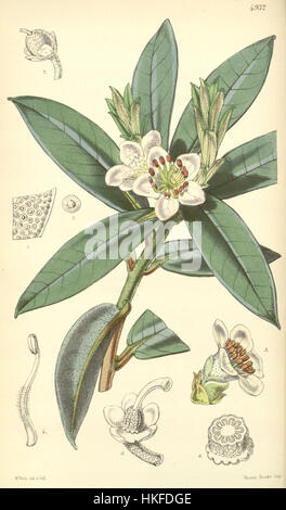 „Rhododendron camelliflorum“ ist ein Kunstwerk, das die lebendige Schönheit dieser blühenden Pflanze mit ihren charakteristischen kamellienartigen Blüten zeigt. Das botanische Gemälde unterstreicht die zarten Blütenblätter und die natürliche Eleganz der Pflanze. Stockfoto