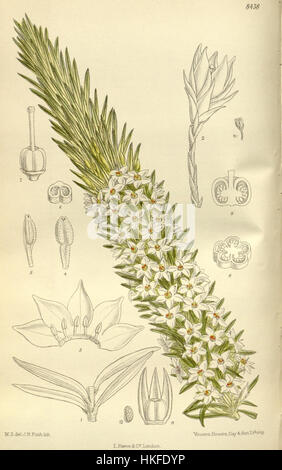 Diese botanische Illustration von *Rupicola sprengelioides*, einer Paradiesvogelart, zeigt komplizierte Details der Struktur der Pflanze. Der Künstler fängt die lebendige Schönheit und exotische Natur der in Südamerika heimischen Arten ein. Stockfoto