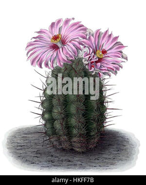 Thelocactus bicolor BlKakteenT74 Stockfoto