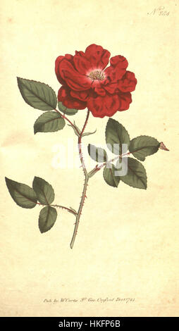 Diese botanische Illustration von Rosa semperflorens, erstellt vom amerikanischen Botaniker und Künstler Edward Palmer Curtis, zeigt die Rosenart in lebendigen Details. Es unterstreicht die Schönheit und die zarte Struktur der Blütenblätter und Blätter der Blüte. Stockfoto