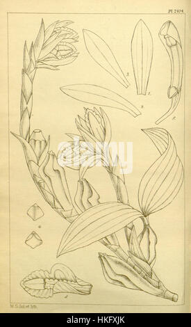 Eine Illustration aus Hookers Icones Plantarum, die die seltene Orchideenart Coelogyne occultata zeigt. Das Kunstwerk ist eine botanische Zeichnung, die die komplizierten Details dieser speziellen Orchidee zeigt, die erstmals 1894 beschrieben wurde. Stockfoto
