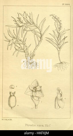 Die botanische Illustration von Hookers *Icones Plantarum* aus dem Jahr 1892 zeigt *Phreatia nana*, eine Orchideenart, und zeigt detaillierte botanische Kunstfertigkeit dieser Zeit. Stockfoto