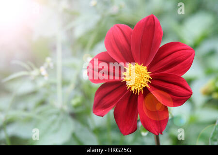 Makroaufnahme einer roten Blume Natur Hintergrund Stockfoto