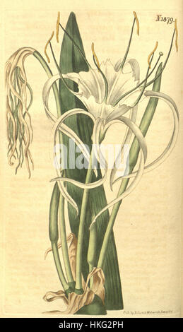 Diese botanische Illustration aus dem *Sims' Botanical Magazine* (1817) zeigt *Hymenocallis littoralis*, auch bekannt als die Spinnenlilie. Die zarten Blüten und langen Stiele der Pflanze sind wunderschön verziert und zeigen ihre ornamentale Schönheit. Stockfoto