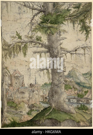 Albrecht Altdorfers „kleine Fichte“ (handkoloriert) aus dem Jahr 1778, die heute in der Albertina untergebracht ist, veranschaulicht die feine Detailgenauigkeit und Präzision seiner botanischen Werke und zeigt sein Können in der Erfassung natürlicher Formen mit zarten Farbapplikationen. Stockfoto
