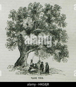 Ein Gemälde von William Francis Ainsworth aus dem Jahr 1870 mit dem Titel *Plane Tree*, das eine ruhige Szene mit dem Baum als zentralem Element einfängt. Die Arbeit betont die Schönheit der Natur durch ihren naturalistischen Stil und die Liebe zum Detail in der Landschaft und Baumstruktur. Stockfoto