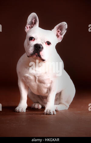 Weibliche französische Bulldogge Portrait im Studio mit braunem Hintergrund Stockfoto