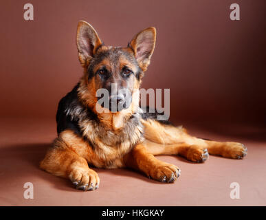 Deutscher Schäferhund Hund Portrait im Studio mit braunem Hintergrund Stockfoto