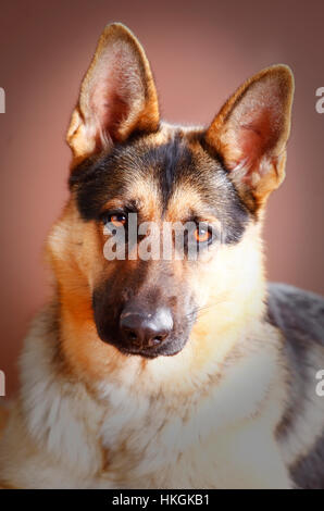 Deutscher Schäferhund Portrait im studio Stockfoto