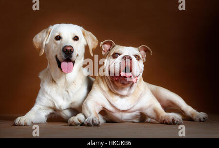 Labrador und gemischte Staffordshire Hund Portrait im studio Stockfoto