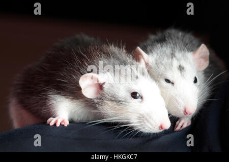 Paar von Maus-Portrait im studio Stockfoto
