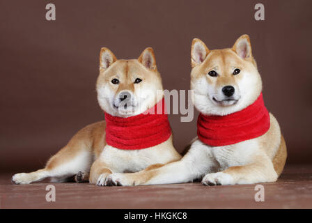 Shiba Inu paar weiblich mit Schal im studio Stockfoto