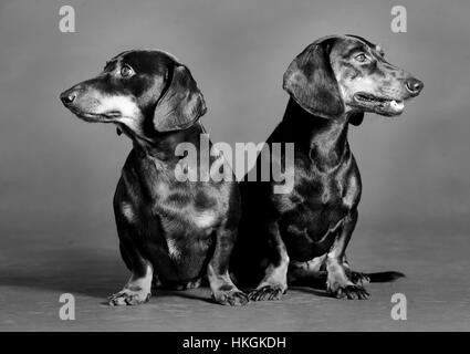 Paar der Teckel Hund posiert im Studio zusammen Stockfoto
