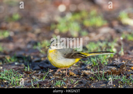 Gebirgsstelze (Motacilla Cinerea). Erste Winter Vogel auf Futtersuche in der Nähe von einem Teich. Stockfoto