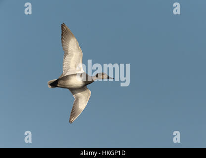 Gadwall - Anas strepera Stockfoto