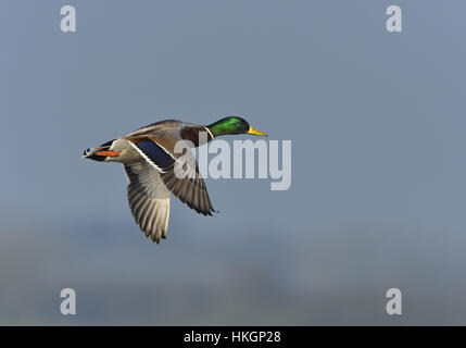 Stockente - Anas Platyrhynchos - Männlich Stockfoto