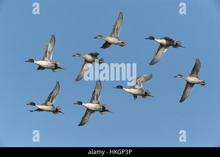 Pintail - Anas acuta Stockfoto