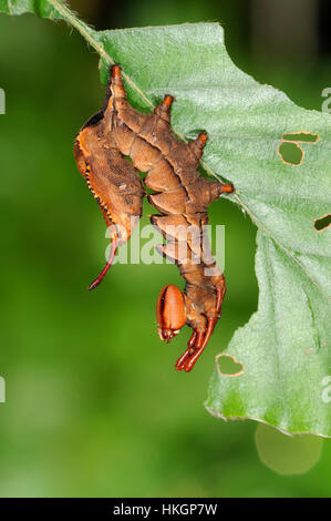 Hummer-Moth - Stauropus fagi Stockfoto