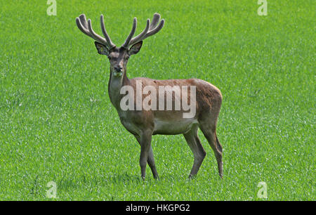 Rotwildbock (Cervus elaphus) mit Geweih auf grünem Feld Stockfoto