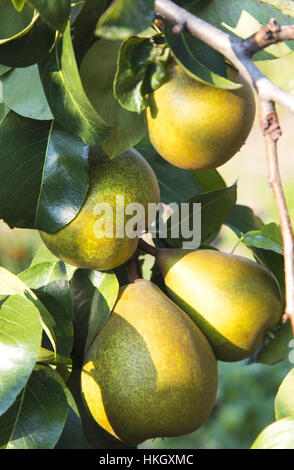 Frische Birnen am Baum Stockfoto